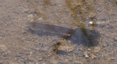 Anaxyrus boreas