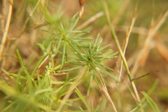Galium verum