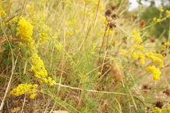 Galium verum