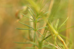Galium verum