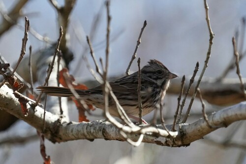 Song Sparrow photographed in Louisiana