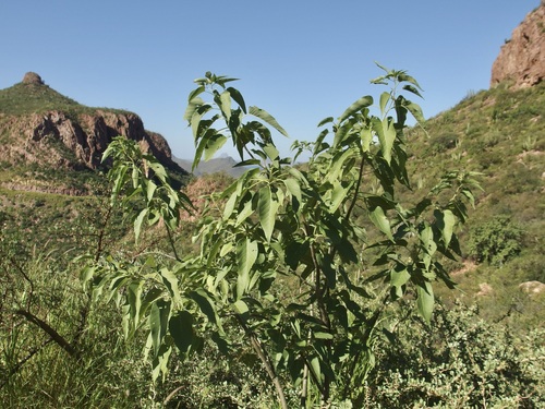 Image of Ipomoea arborescens by (c) Sue Carnahan, some rights reserved (CC BY)