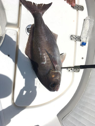 Black driftfish (Hyperoglyphe bythites) — Centrolophidae