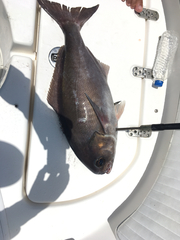 Hyperoglyphe bythites