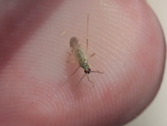 Engytatus modestus