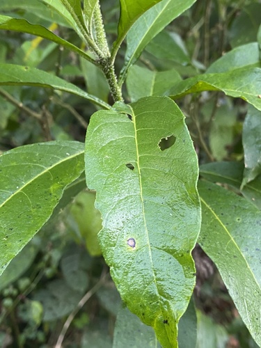 Foto de Jurubeba