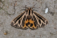 Apantesis virguncula