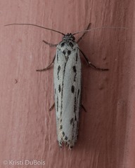 Ethmia monticola