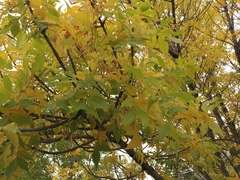 Fraxinus pennsylvanica