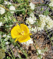 Calochortus weedii weedii