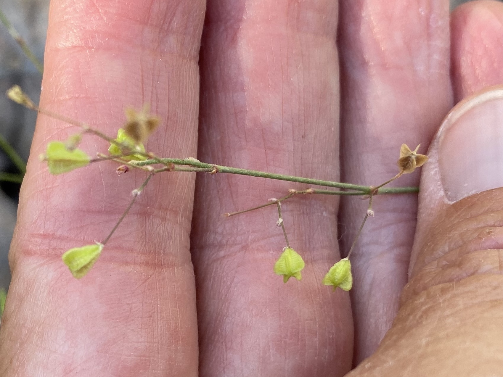 Boerhavia alata
