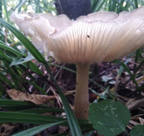 Наблюдение на iNaturalist
