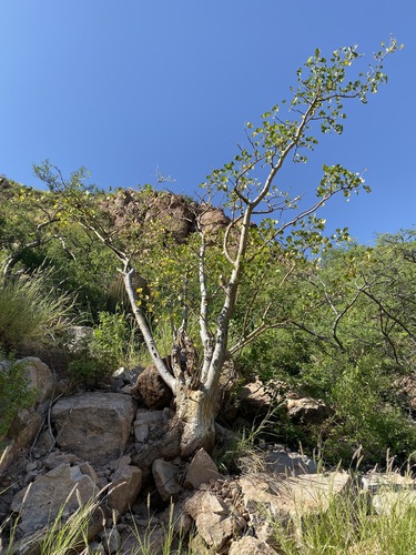 Image of Erythrina flabelliformis by (c) Sue Carnahan, some rights reserved (CC BY)