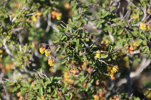 Image of Roepera cordifolia by (c) Tony Rebelo, some rights reserved (CC BY-SA)