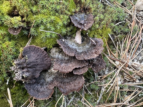 Thelephora terrestris — (c) Katrin Simon, some rights reserved (CC BY)