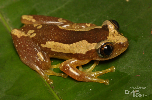 Brown Banana Frog