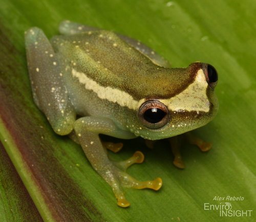 Sierra Leone Reed Frog