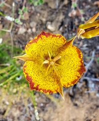 Calochortus weedii weedii