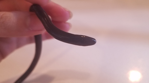 Intac Caecilian, Caecilia pachynema