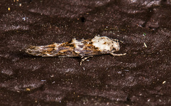 Mompha rufocristatella