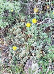 Calochortus weedii weedii