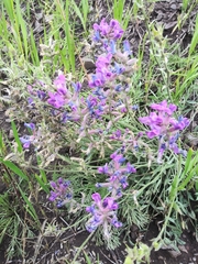 Oxytropis lambertii