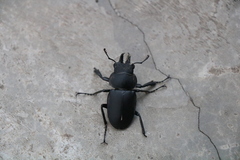 Neolucanus sinicus