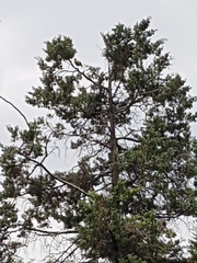 Parabuteo unicinctus