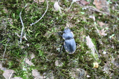 Neolucanus sinicus