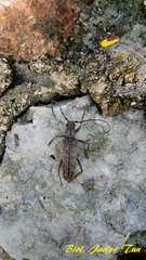 Aneflus variegatus