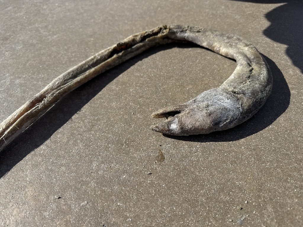 Charmed snake-eel (Ophichthus zophochir) — Ophichthidae