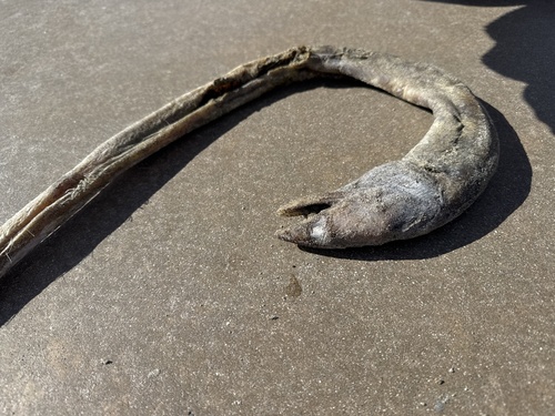Charmed snake-eel (Ophichthus zophochir) — Ophichthidae