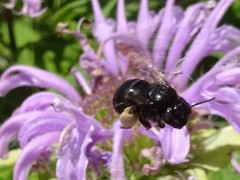 Melissodes bimaculatus
