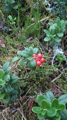 Vaccinium vitis-idaea