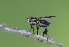Galactomyia