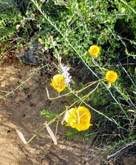 Calochortus weedii weedii