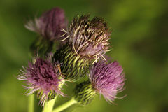 Cirsium helenioides