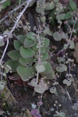 Crassula cordata
