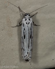 Ethmia monticola