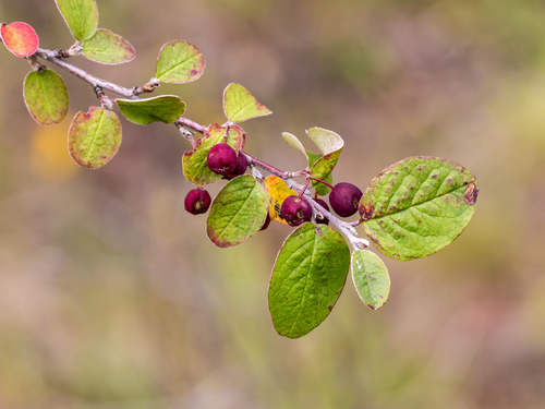dark-fruited cotoneaster