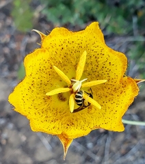 Calochortus weedii weedii