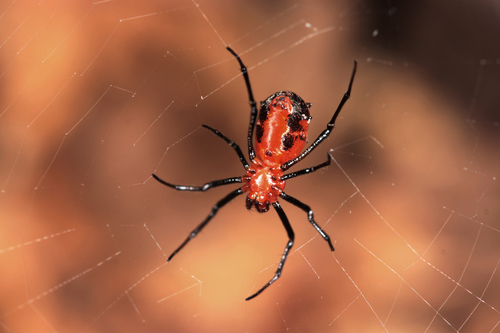 Pronous tuberculifer