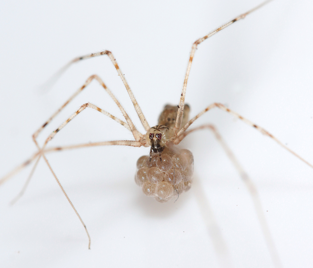 Metagonia argentinensis