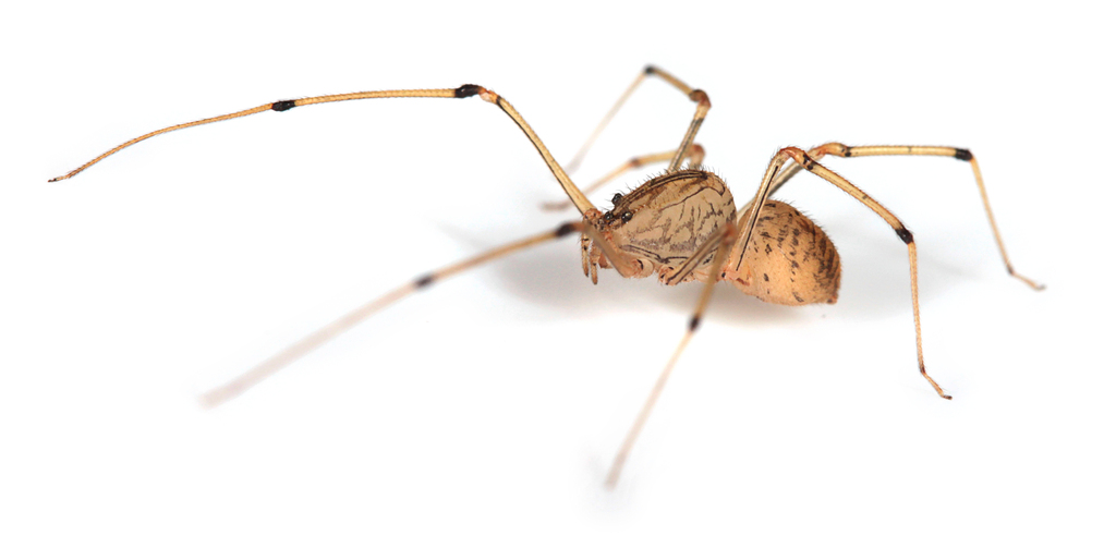 Scytodes ytu