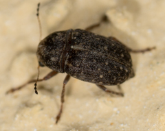 Araecerus