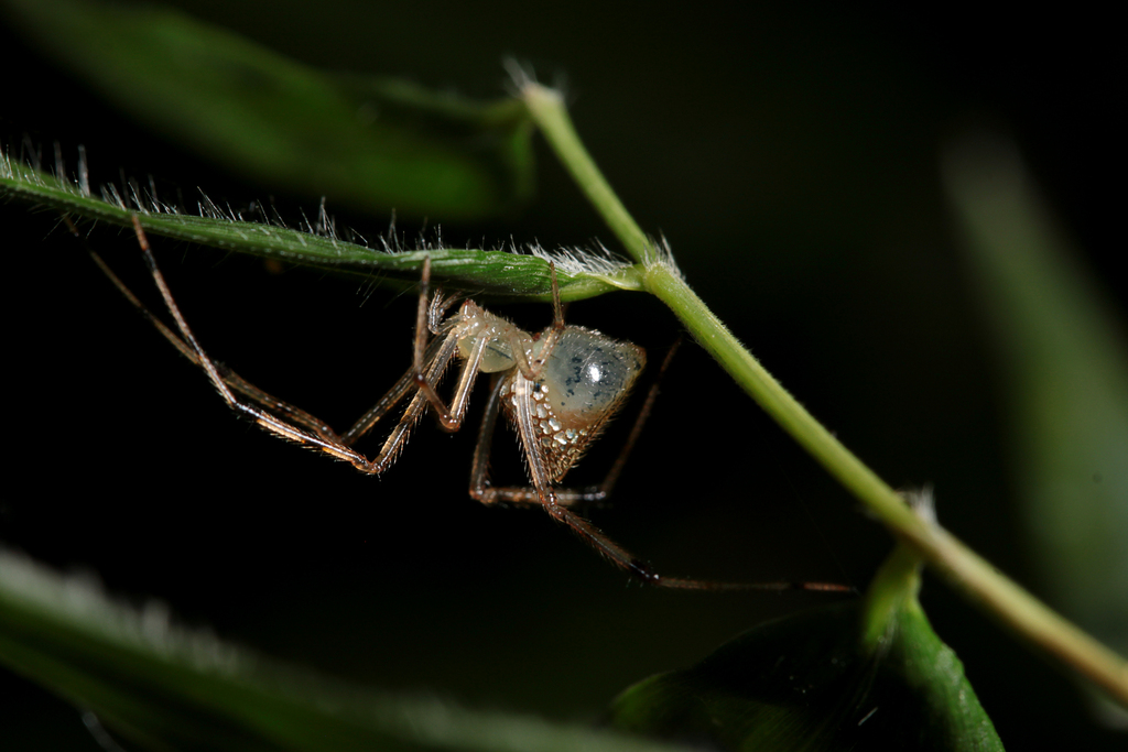 Thwaitesia affinis