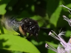 Melissodes bimaculatus