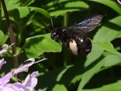 Melissodes bimaculatus