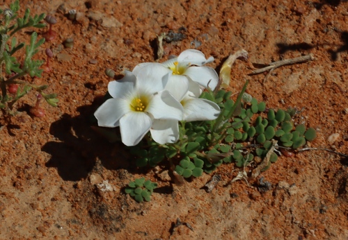 Image of Oxalis lichenoides by (c) Tony Rebelo, some rights reserved (CC BY-SA)