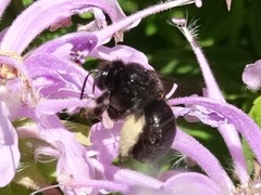 Melissodes bimaculatus